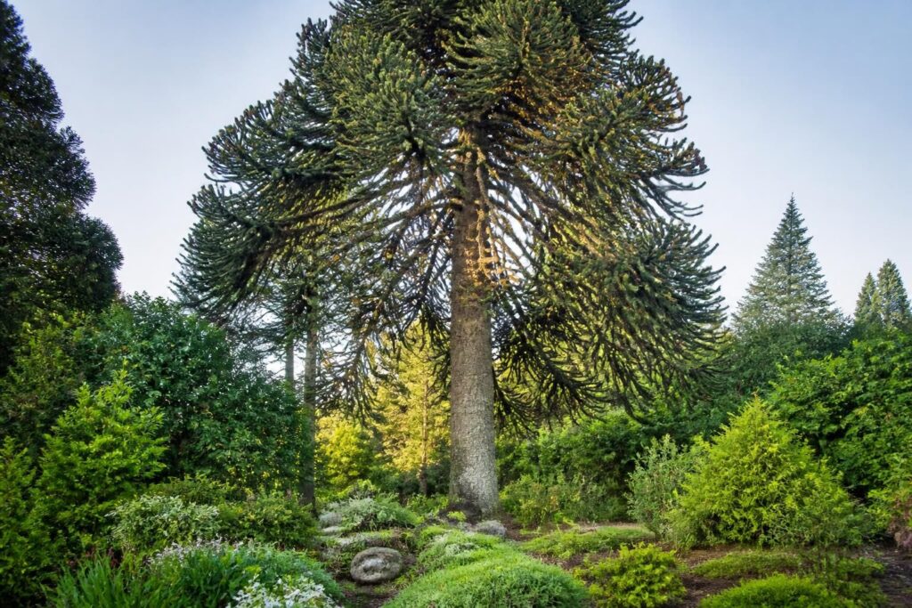 découvrez l'araucaria araucana, un arbre millénaire idéal pour un jardin écoresponsable. apportez originalité et durabilité à votre espace extérieur grâce à cette espèce unique et résistante.