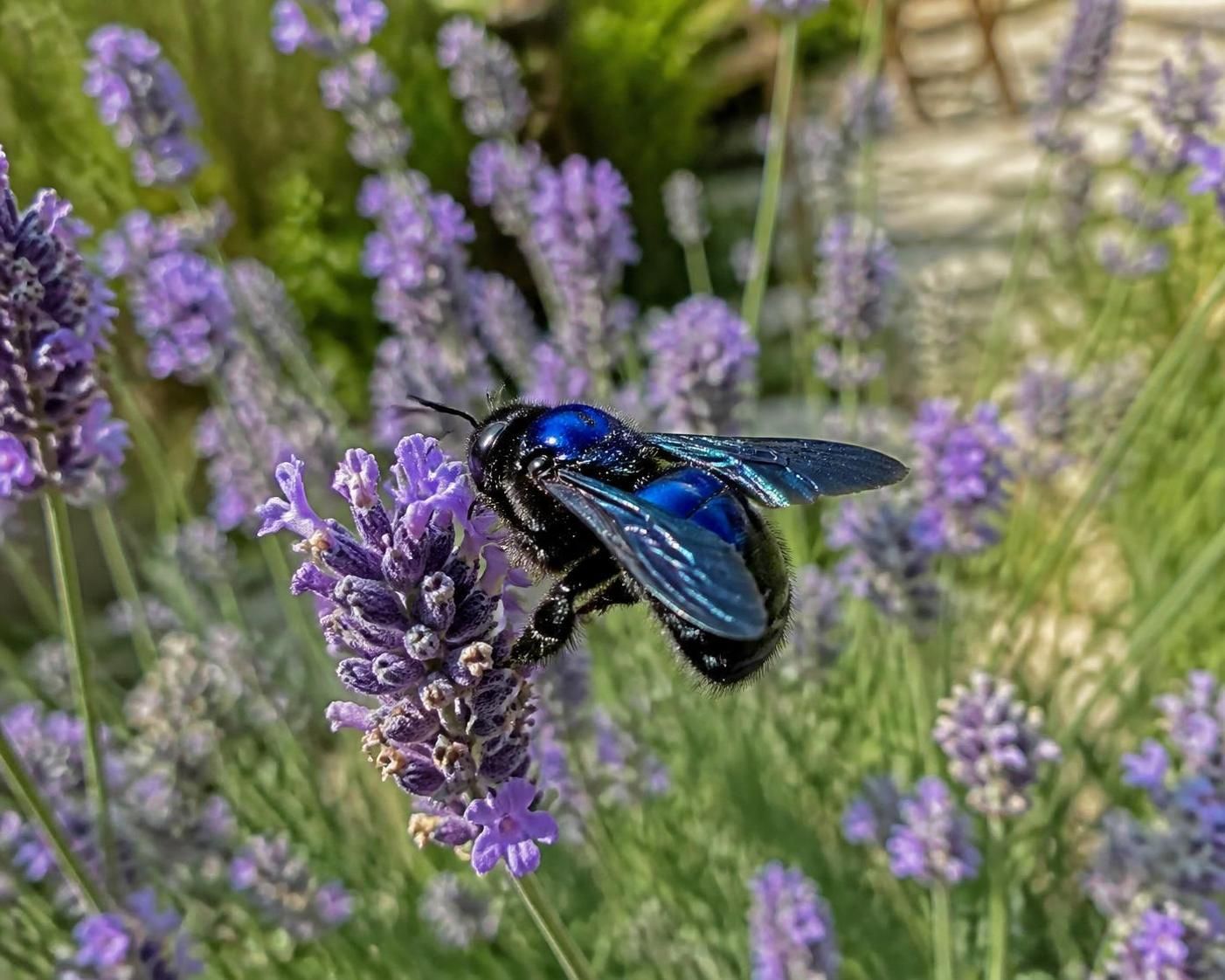 découvrez l'abeille bleue, un acteur essentiel et méconnu de la pollinisation écologique, contribuant à la préservation de la biodiversité et des écosystèmes.