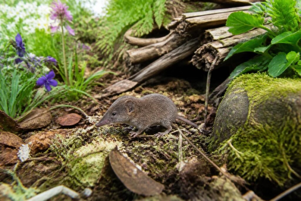 découvrez comment identifier facilement la musaraigne, ce petit mammifère discret, dans votre jardin écologique grâce à nos conseils pratiques et astuces d'observation.