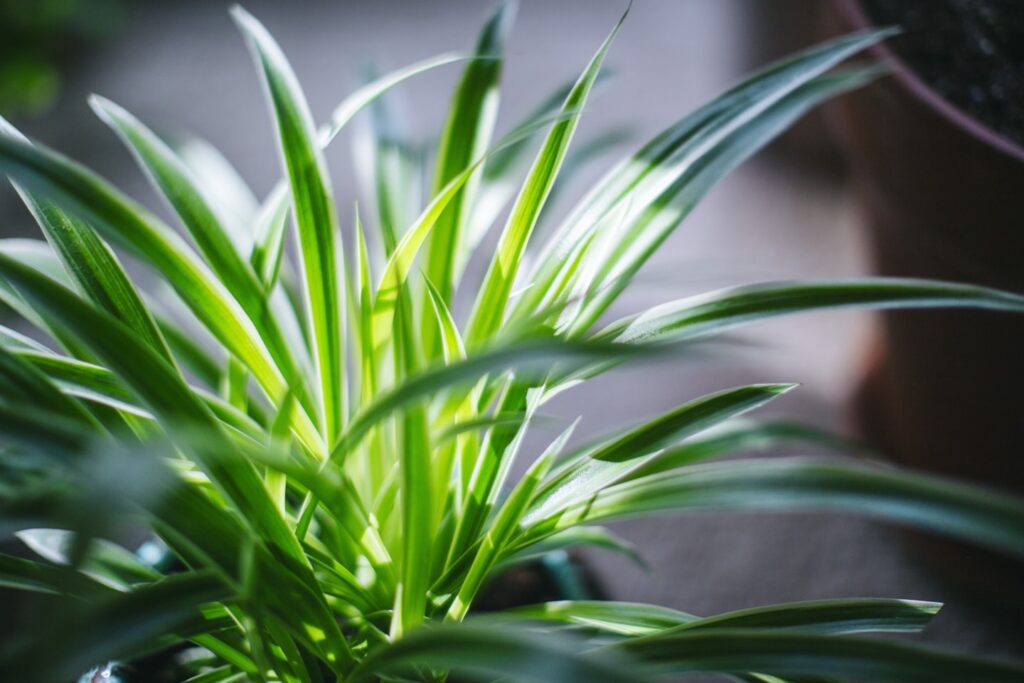 Spider Plant