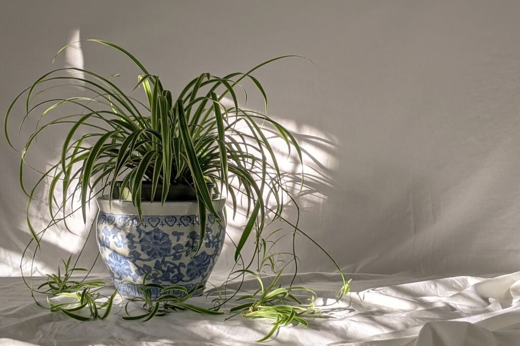 Spider plant in afternoon light.