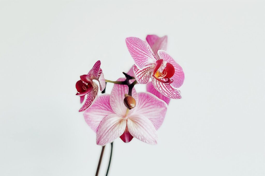 pink and white moth orchid in close up photography