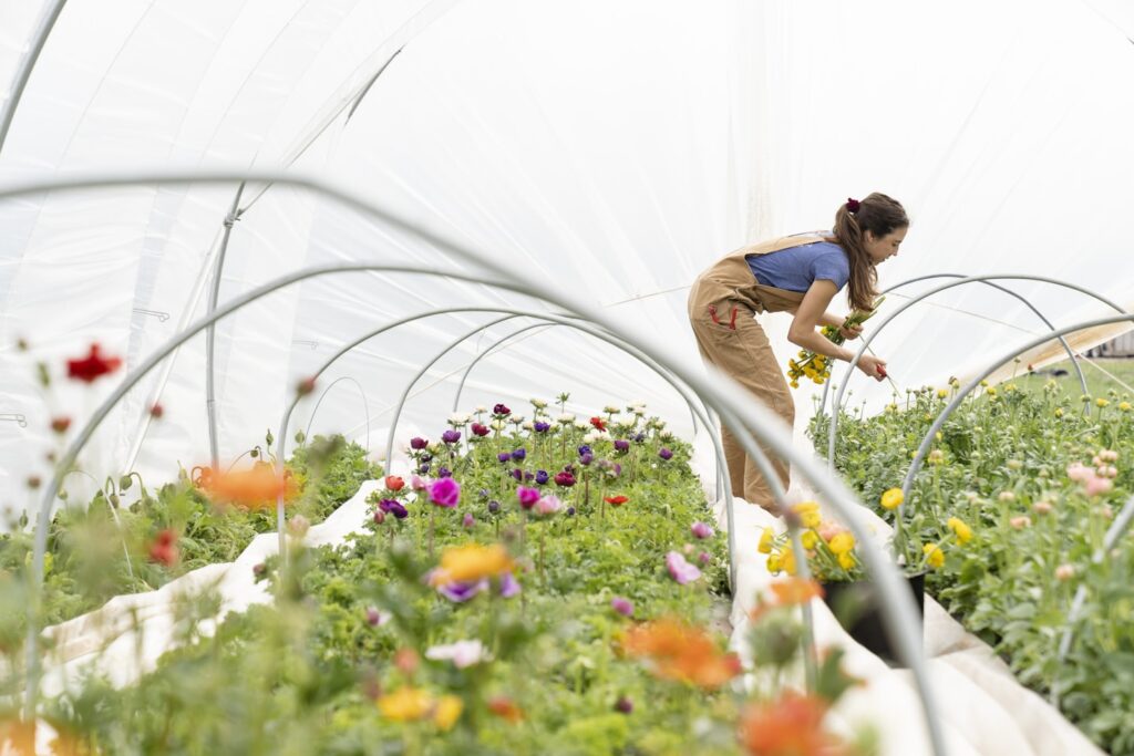 Clara Osbourne, owner and farmer of Pasture Song Farm in Chester County, PA, harvests organic ranunculus for spring bouquets