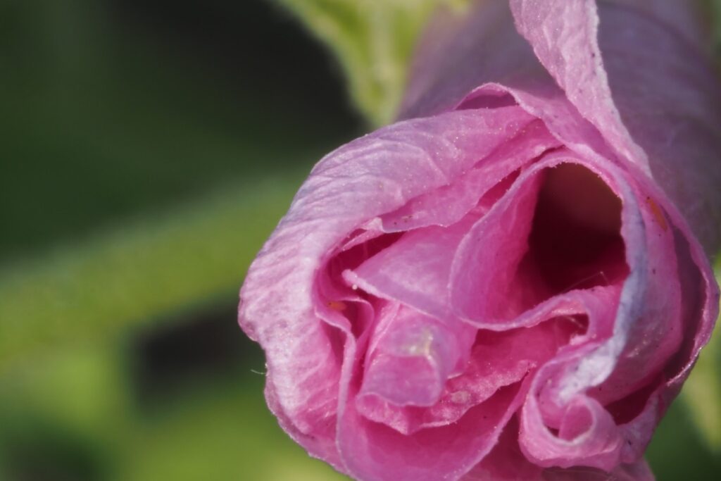 Althaea flower on a summer meadow