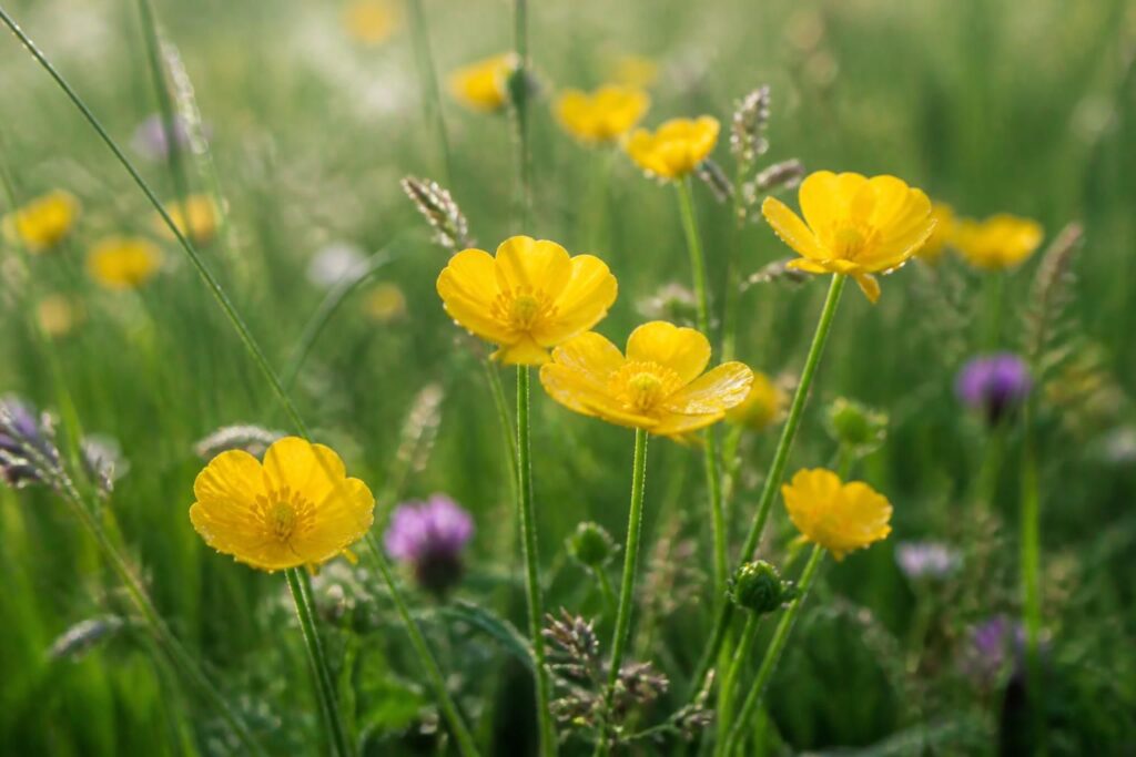 découvrez comment le bouton d’or, cette fleur sauvage lumineuse, apporte beauté et fraîcheur à vos jardins naturels tout en favorisant la biodiversité.