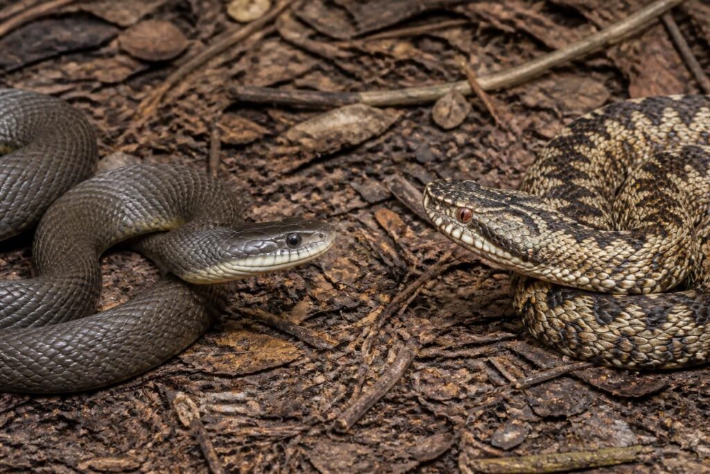 découvrez comment identifier la couleuvre, un serpent inoffensif, et la différencier facilement des serpents venimeux pour assurer votre sécurité.