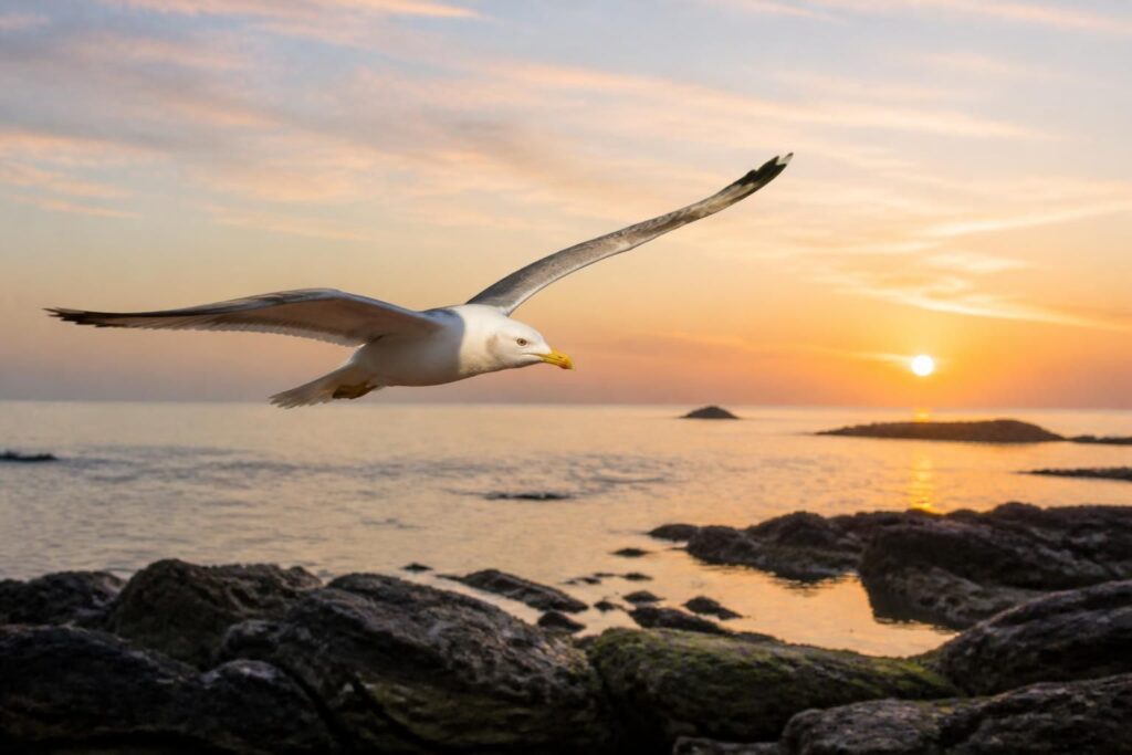 découvrez pourquoi la mouette, oiseau marin emblématique, captive autant les passionnés de nature grâce à son comportement unique et son rôle essentiel dans l'écosystème côtier.