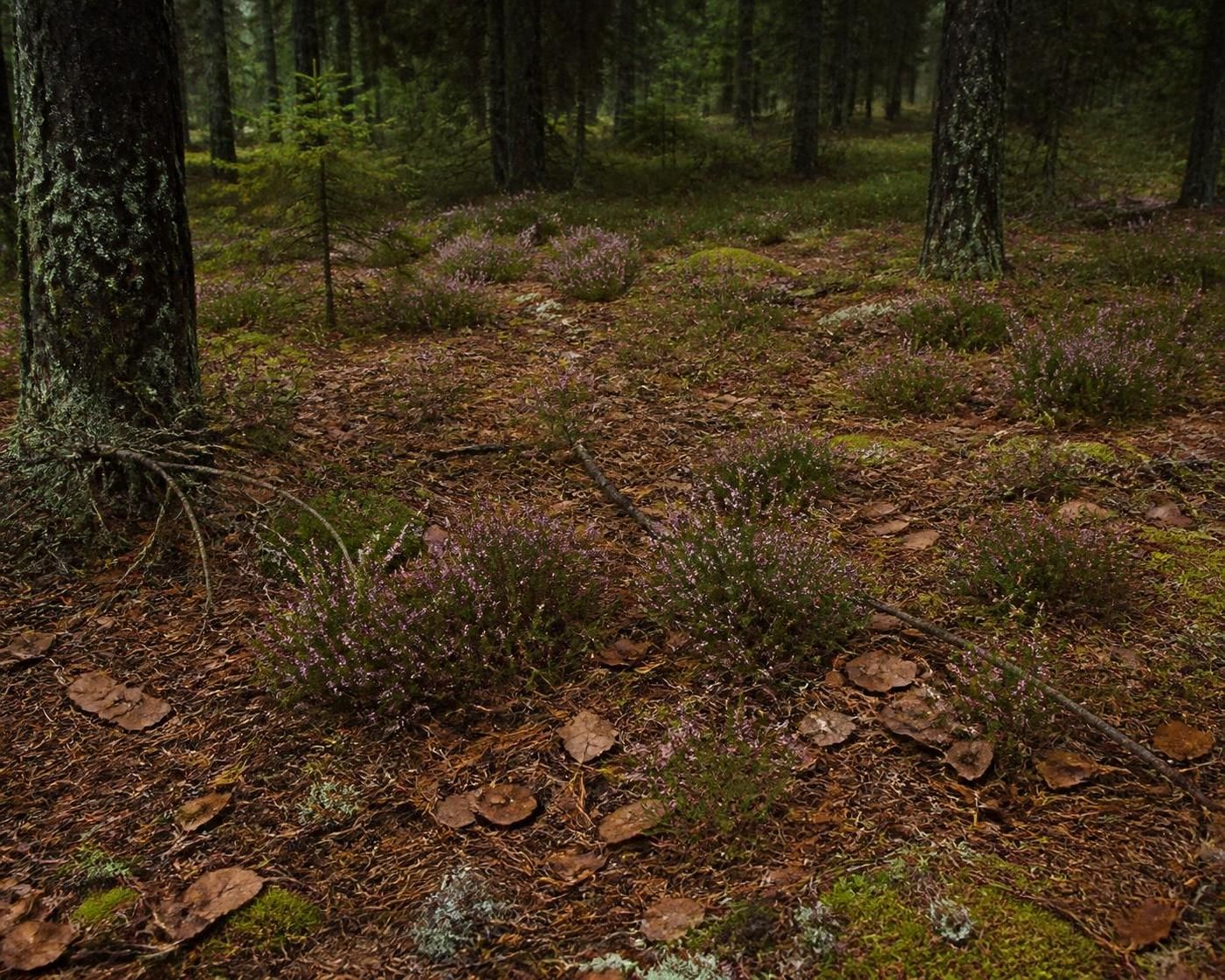 découvrez pourquoi la terre de bruyère est parfaite pour vos plantations acidophiles et comment optimiser la croissance de vos plantes préférées grâce à ce type de sol naturel.