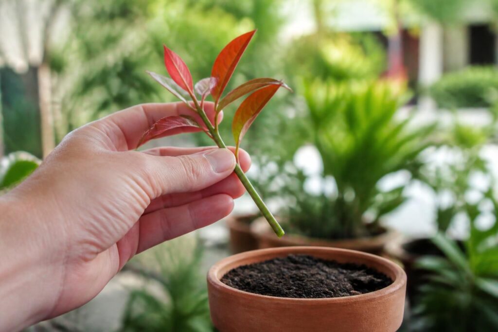 découvrez des astuces simples et efficaces pour bouturer un photinia et réussir à faire pousser de nouvelles plantes robustes et magnifiques facilement.