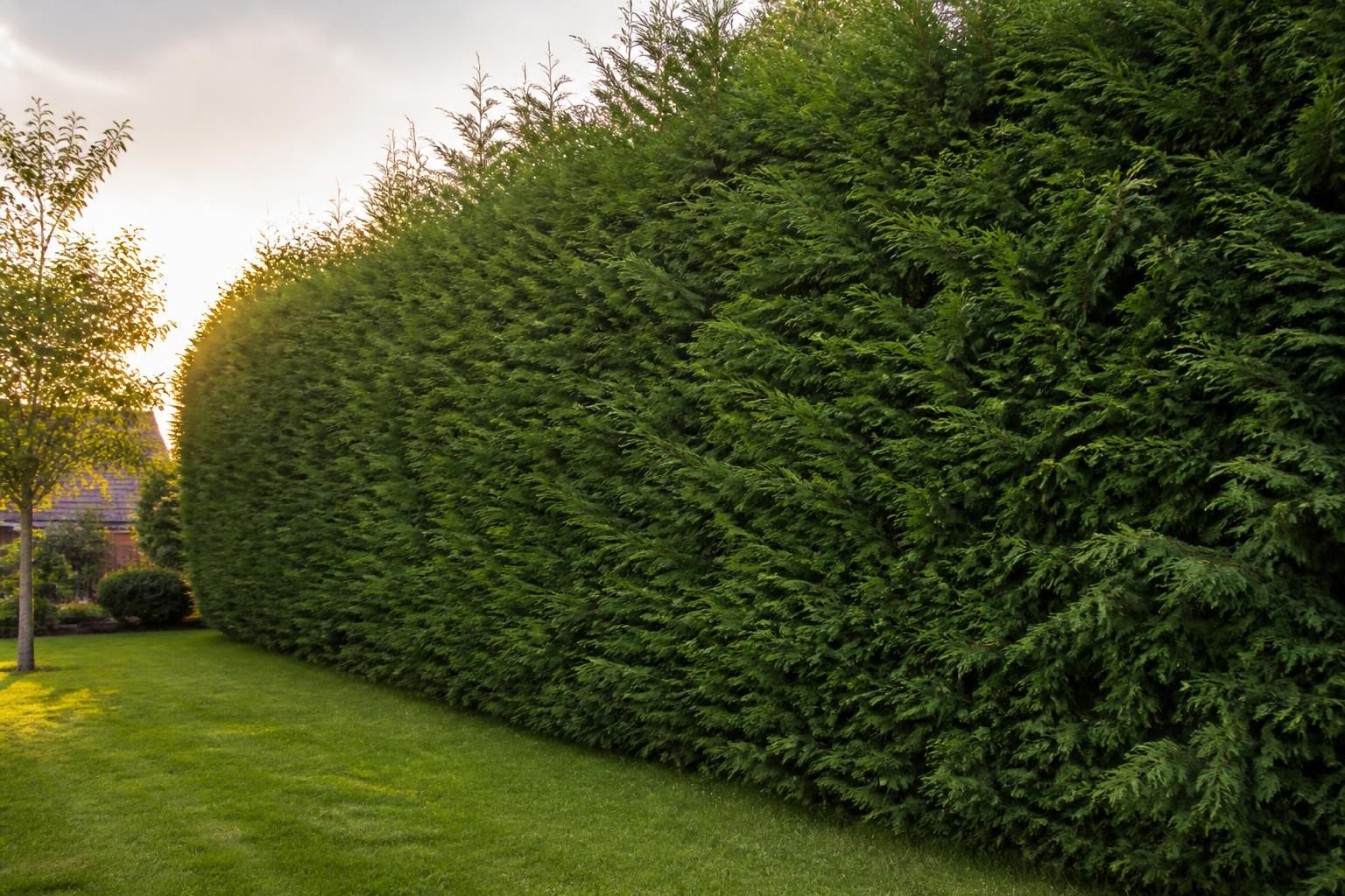 découvrez le cyprès de leyland, l'arbre parfait pour une haie dense et à croissance rapide, idéal pour préserver votre intimité avec élégance et efficacité.