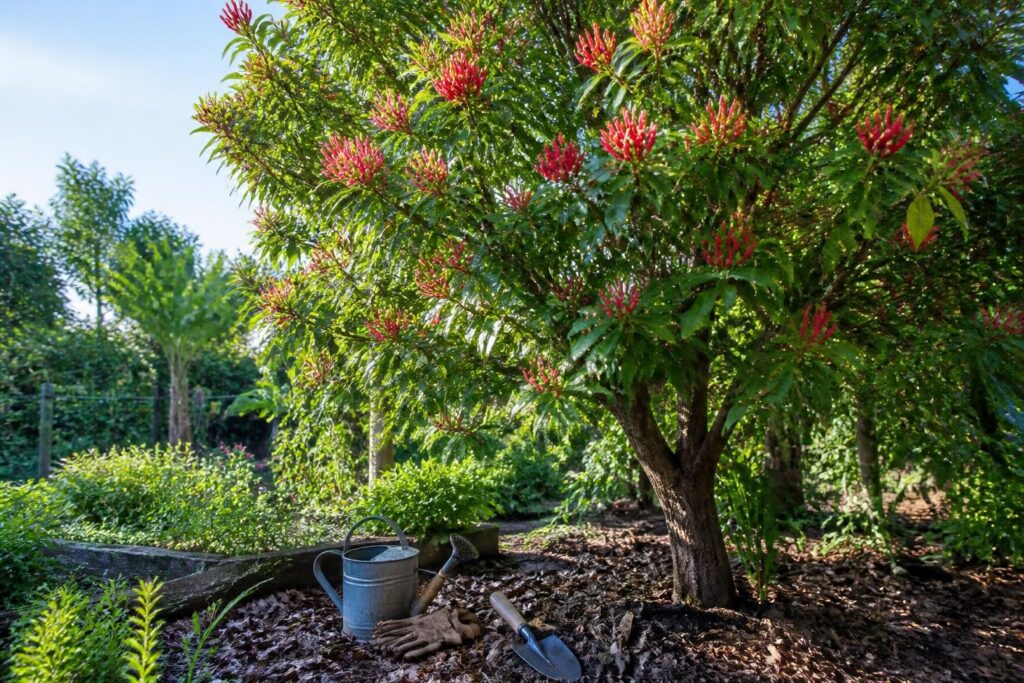 découvrez comment cultiver le giroflier, cet arbre aux épices précieuses, dans votre jardin grâce à nos conseils pratiques et faciles à suivre.
