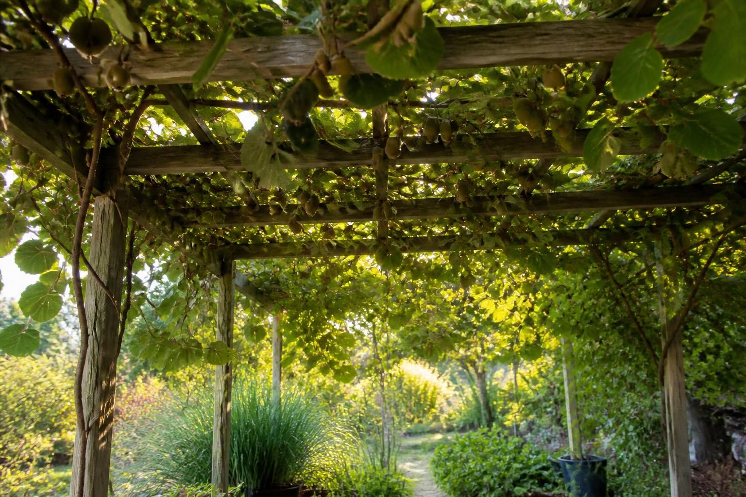 découvrez comment cultiver le kiwitier dans votre jardin de manière écologique avec notre guide complet. apprenez les astuces pour un fruit exotique savoureux et respectueux de l'environnement.