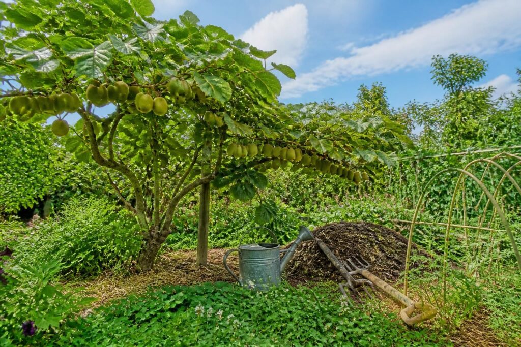 apprenez à cultiver le kiwitier dans votre jardin de manière écologique grâce à notre mode d’emploi complet pour un fruit exotique savoureux et naturel.