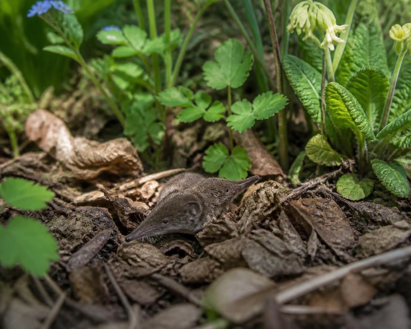 découvrez comment identifier la musaraigne, ce petit mammifère discret, et apprendre à la reconnaître facilement dans votre jardin écologique pour mieux protéger la biodiversité.
